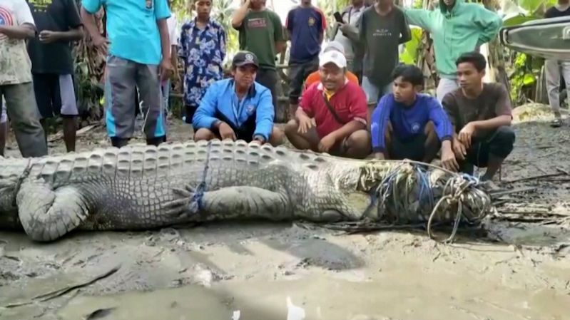 Hrdina indonéské vesnice chytil lanem čtyřmetrového krokodýla
